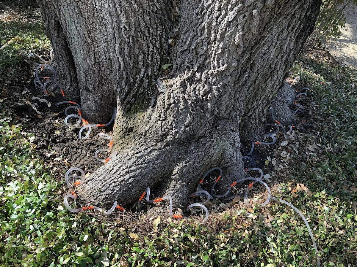 Detailed Tree Cabling and Bracing job site in Salado