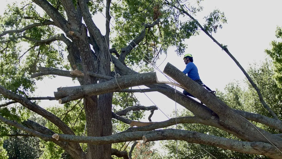 Professional Hazardous Tree Removal performed by certified arborists in Salado