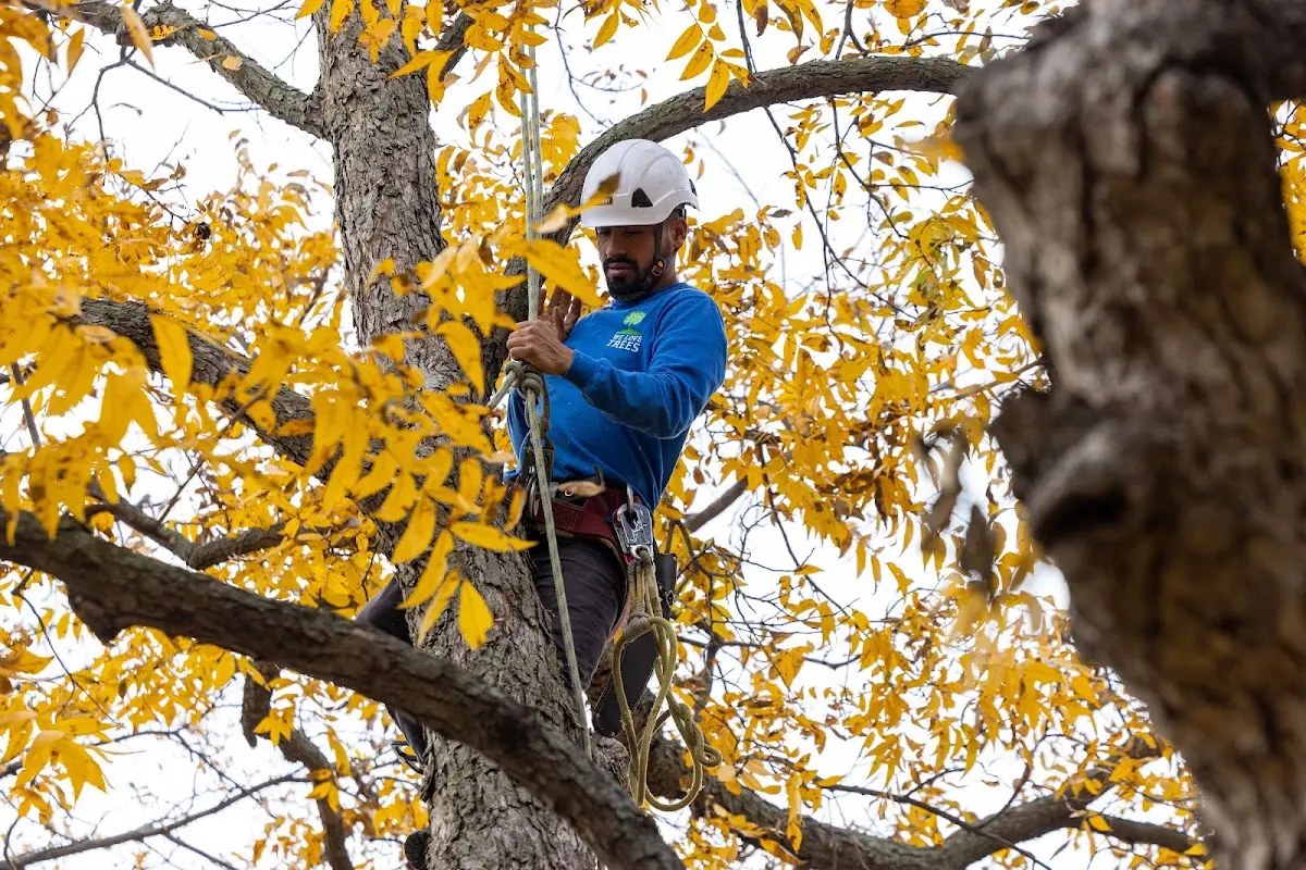 Skilled Dead Tree Removal crew working in Salado