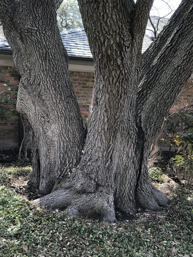 Mature heritage tree close to a Salado property cared for by certified arborists